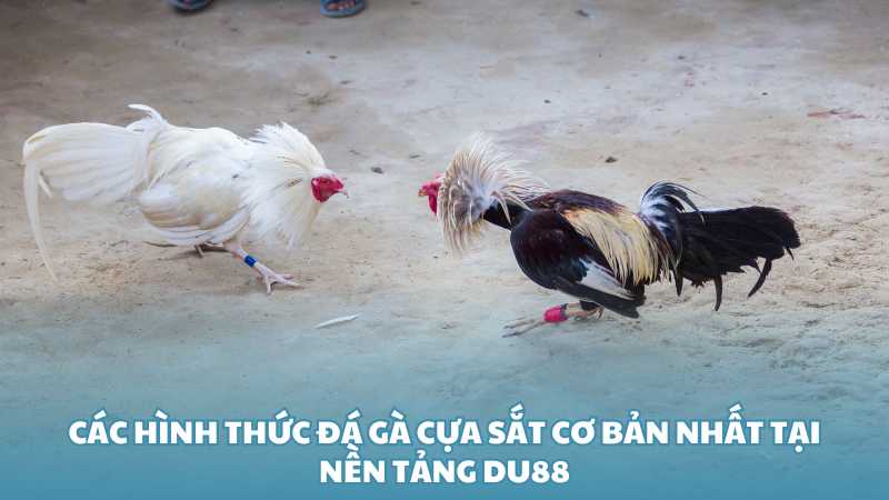 Các hình thức đá gà cựa sắt cơ bản nhất tại nền tảng Du88