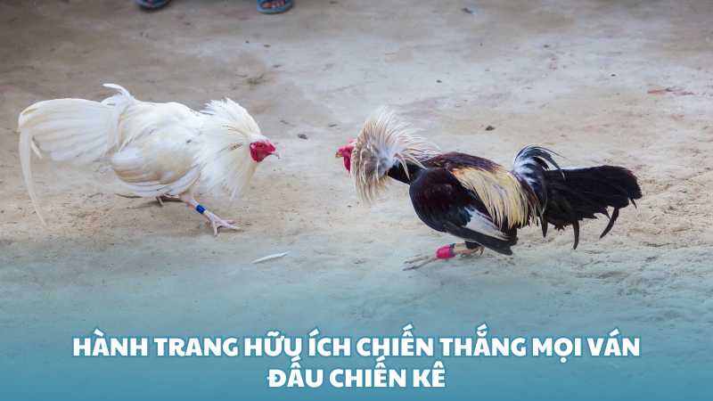 Hành trang hữu ích chiến thắng mọi ván đấu chiến kê