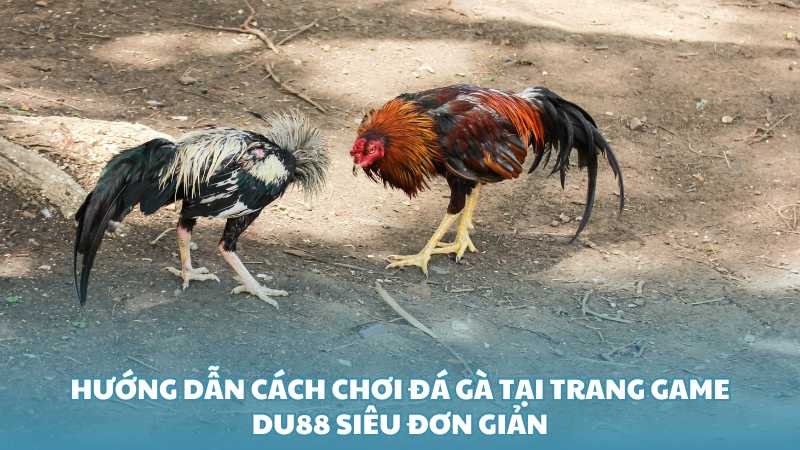 Hướng dẫn cách chơi Đá Gà tại trang game Du88 siêu đơn giản