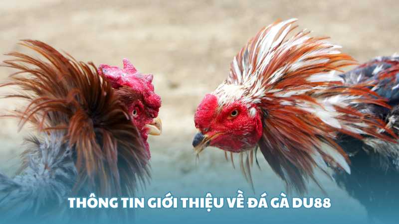 Thông tin giới thiệu về đá gà Du88