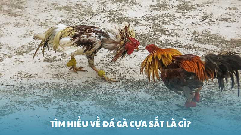 Tìm hiểu về đá gà cựa sắt là gì?