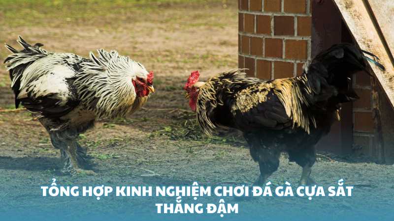 Tổng hợp kinh nghiệm chơi đá gà cựa sắt thắng đậm